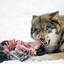 Hungry like a Wolf !!!