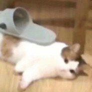 Meow