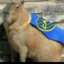 capybara