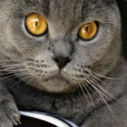 🐱