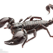 A literal Scorpion