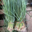 Cebollita china