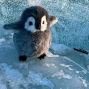 在乌镇看日出的花匠