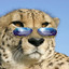 Cheetah Piss
