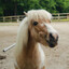 dudley the pony