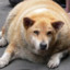 FatDingo