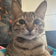 我是你爹超级无敌叼毛大人猪猪侠