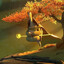 #BRKRC oogway