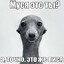 ХРЮШКАХРЮКАЕТ-->