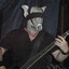 pig benis