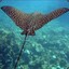 Stingray
