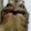 Totz