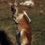 rKanGaROO