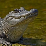 Gator Eurl