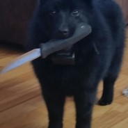 self defense dog