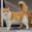 Rich Homie Cat