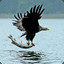 Der gute alte Seeadler