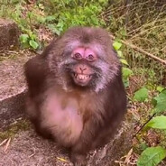 MONKE