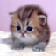 cat kitty cat cat kitty cat cat