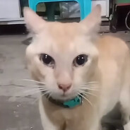 丑橘不丑