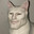 Real cat not AI