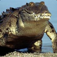 Interior Crocodile Aligator - steam id 76561197971099519