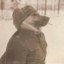 Soviet_Veteran_Dog