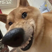 哈基汪又得吃了