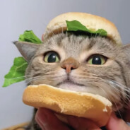 太刀天尊堂堂登场