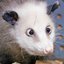 Opossum