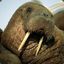 ActualWalrus