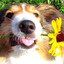 Borkums