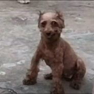 暴走猞猁玩电脑