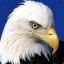 ^9Bald^1Eagle