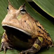 Unusual Frog