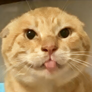 你都这么哈了那我曼波