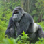 gorilla på fri fot 🌴