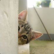 CatRush