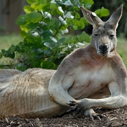 KangarooJuice