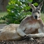KangarooJuice