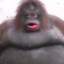 WelshGorilla