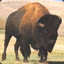Horny Buffalo