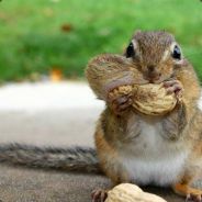 place your bets - steam id 76561197965620883