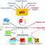 p53 tumour suppressor protein