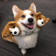 Corg