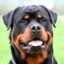 Dog228118