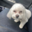 Caniche bello