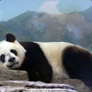 天才小熊猫