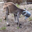Buckethead Kangaroo