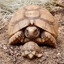 tortoise